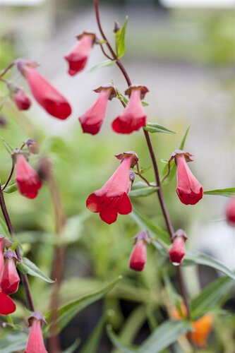 Penstemon 'Schoenholzeri', in 11cm-pot - afbeelding 2