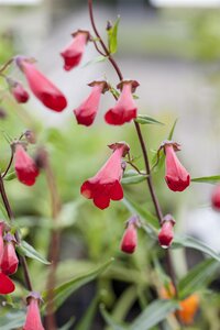 Penstemon 'Schoenholzeri', in 11cm-pot - afbeelding 2