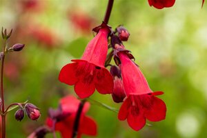 Penstemon 'Schoenholzeri', in 11cm-pot - afbeelding 3