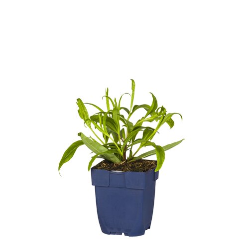 Penstemon 'Schoenholzeri', in 11cm-pot - afbeelding 1