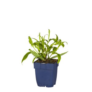Penstemon 'Schoenholzeri', in 11cm-pot - afbeelding 1