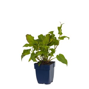 Hello Garden Persicaria amplexicaulis vaste plant