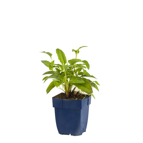Hello Garden Persicaria bistorta vaste plant