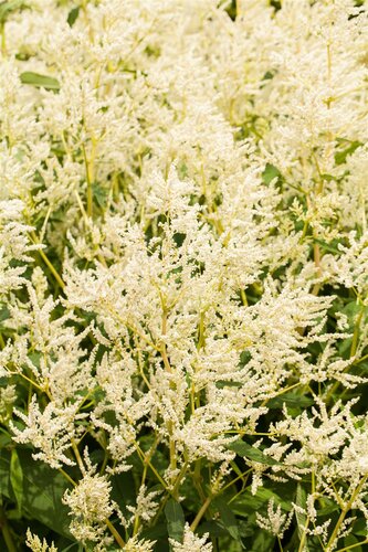 Lychnis cor. 'Atrosanguinea', in 11cm-pot - afbeelding 3