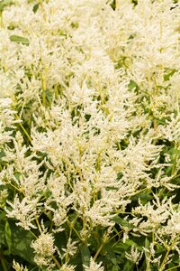 Hello Garden Persicaria polymorpha vaste plant - afbeelding 2