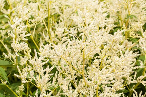 Lychnis cor. 'Atrosanguinea', in 11cm-pot - afbeelding 2