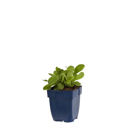 Lychnis cor. 'Atrosanguinea', in 11cm-pot - afbeelding 1