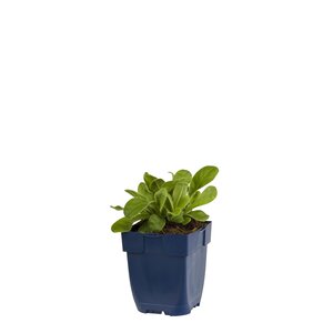 Lychnis cor. 'Atrosanguinea', in 11cm-pot - afbeelding 1