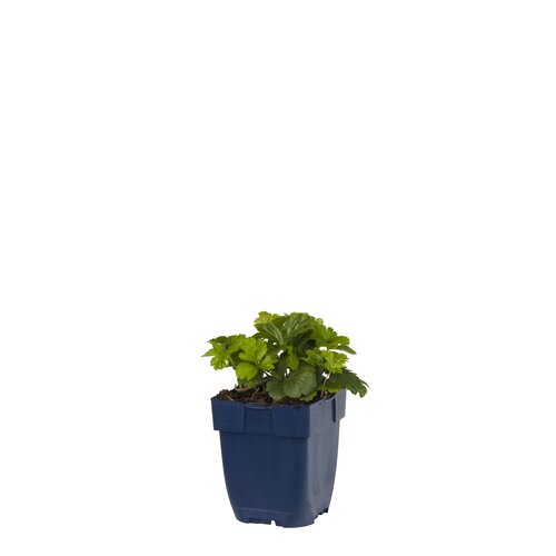 Waldsteinia ternata, in 11cm-pot