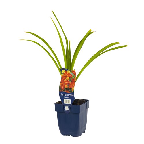 Hello Garden Petroselinum crispum kruid