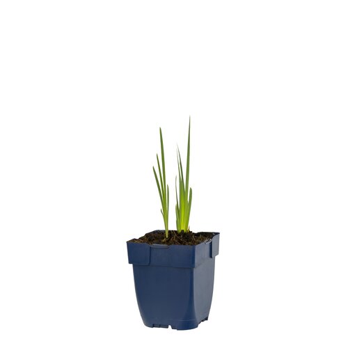Hello Garden Petroselinum crispum kruid