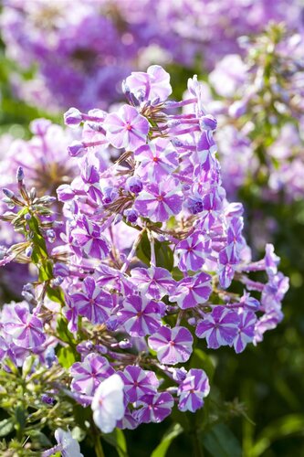 Hello Garden Phlox subulata Candy Stripes bodembedekker - afbeelding 2