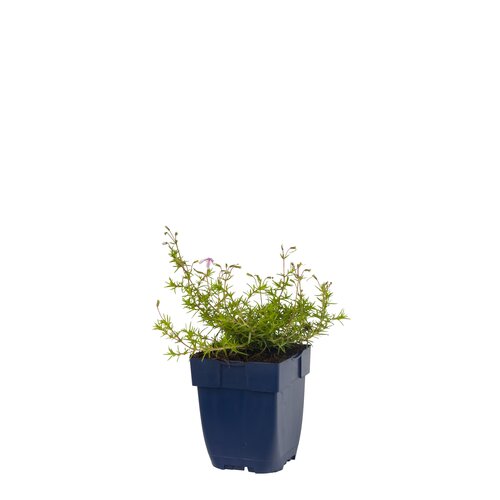 Hello Garden Phlox subulata Candy Stripes bodembedekker - afbeelding 1