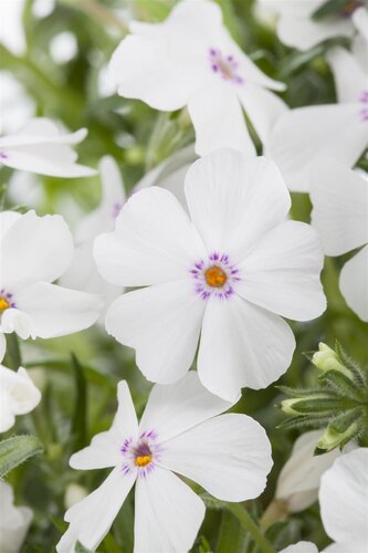 Phlox (S) 'Rosette', in 11cm-pot - afbeelding 2