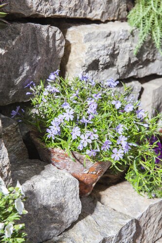 Phlox (S) 'Rosette', in 11cm-pot - afbeelding 4