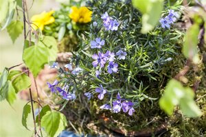 Phlox (S) 'Rosette', in 11cm-pot - afbeelding 3
