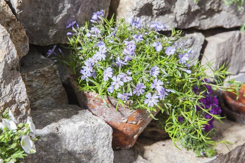 Phlox (S) 'Rosette', in 11cm-pot - afbeelding 5