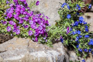 Phlox (S) 'Rosette', in 11cm-pot - afbeelding 6