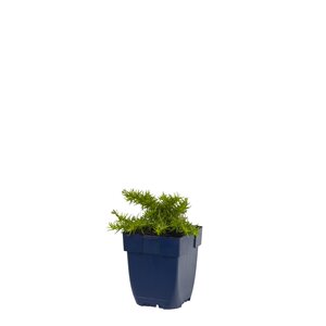 Phlox (S) 'Rosette', in 11cm-pot - afbeelding 1
