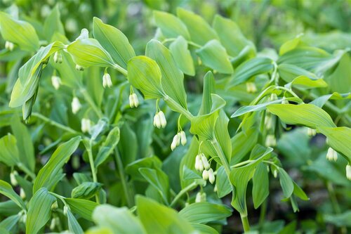 Polygonatum multiflorum, in 11cm-pot - afbeelding 4