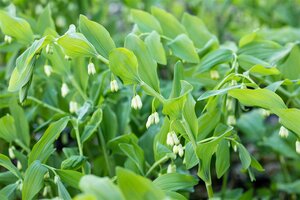 Polygonatum multiflorum, in 11cm-pot - afbeelding 4