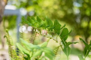 Polygonatum multiflorum, in 11cm-pot - afbeelding 5
