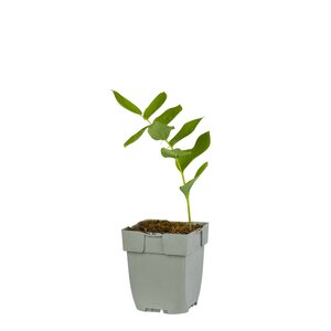 Polygonatum multiflorum, in 11cm-pot - afbeelding 1