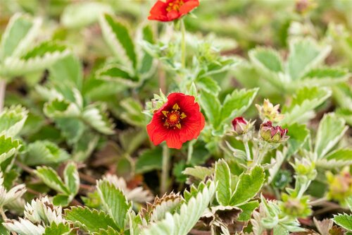 Hello Garden Potentilla 'Gibson's Scarlet' vaste plant