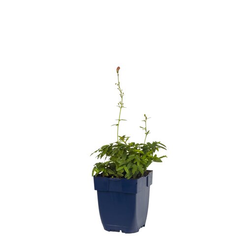 Hello Garden Pulmonaria longifolia Diana Clare vaste plant