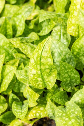Pulmonaria off. 'Sissinghurst White', in 11cm-pot - afbeelding 3