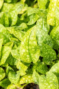 Pulmonaria off. 'Sissinghurst White', in 11cm-pot - afbeelding 3