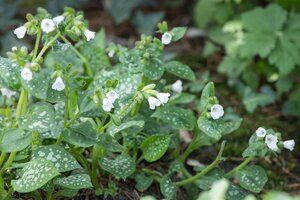 Pulmonaria off. 'Sissinghurst White', in 11cm-pot - afbeelding 1