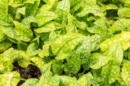 Pulmonaria off. 'Sissinghurst White', in 11cm-pot - afbeelding 2