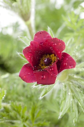 Hello Garden Pulsatilla vulgaris vaste plant - afbeelding 2