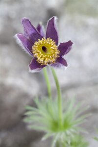 Echinops bann. 'Taplow Blue', in 11cm-pot - afbeelding 6