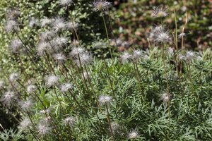 Hello Garden Pulsatilla vulgaris vaste plant - afbeelding 5