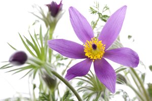 Hello Garden Pulsatilla vulgaris vaste plant - afbeelding 3