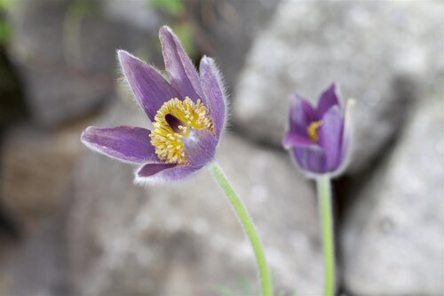 Hello Garden Pulsatilla vulgaris vaste plant - afbeelding 5