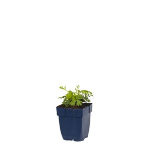 Hello Garden Pulsatilla vulgaris vaste plant - afbeelding 1