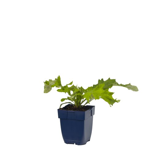 Echinops bann. 'Taplow Blue', in 11cm-pot - afbeelding 1