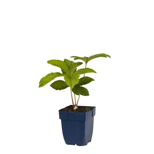 Rodgersia aesculifolia, in 11cm-pot - afbeelding 1