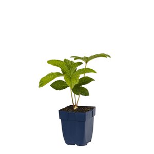 Rodgersia aesculifolia, in 11cm-pot - afbeelding 1