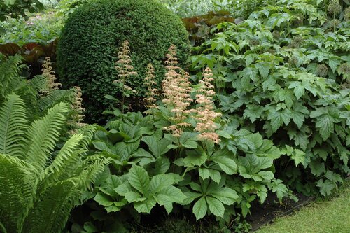 Rodgersia aesculifolia, in 11cm-pot - afbeelding 3