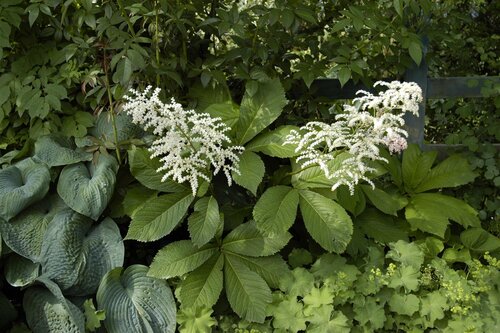 Rodgersia aesculifolia, in 11cm-pot - afbeelding 4