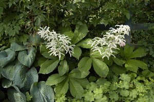 Rodgersia aesculifolia, in 11cm-pot - afbeelding 4