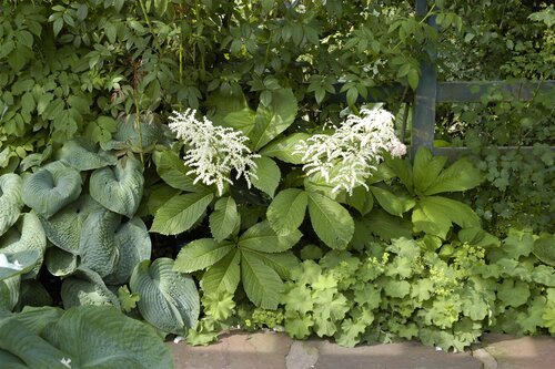 Rodgersia aesculifolia, in 11cm-pot - afbeelding 5