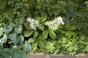 Rodgersia aesculifolia, in 11cm-pot - afbeelding 5