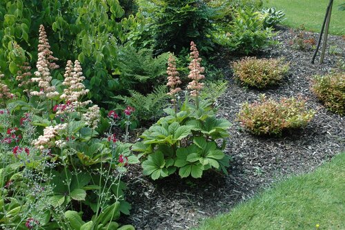 Rodgersia aesculifolia, in 11cm-pot - afbeelding 6