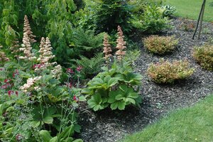 Rodgersia aesculifolia, in 11cm-pot - afbeelding 6