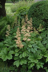 Rodgersia aesculifolia, in 11cm-pot - afbeelding 2